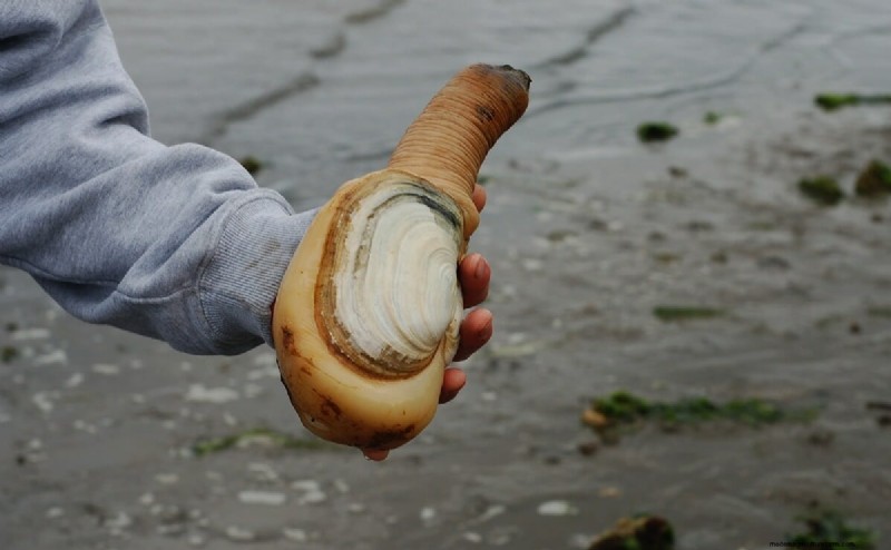 Is This 3-Foot-Long Phallic Clam Killing Puget Sound?
