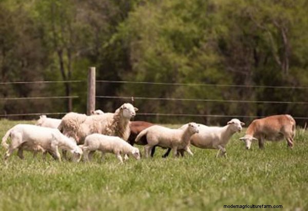 Feeling Lucky? A Short Essay Could Score You a Sweet Debt-Free Farm