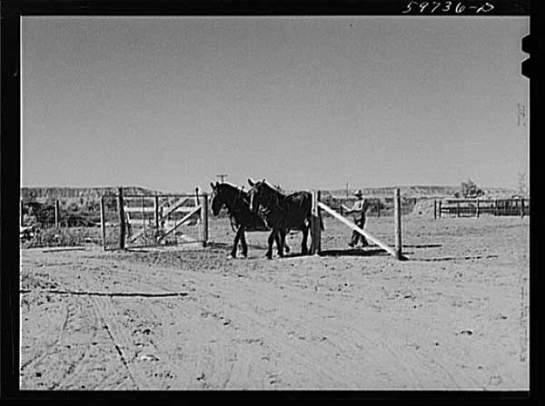 7 Vintage Photos of Draft-Horse Farming