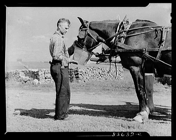 7 Vintage Photos of Draft-Horse Farming