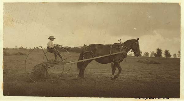 7 Vintage Photos of Draft-Horse Farming