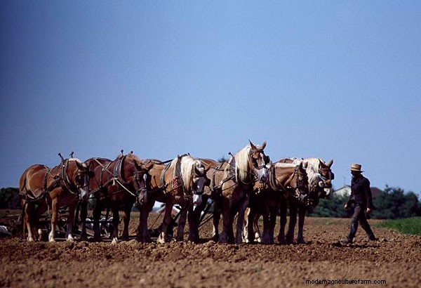 7 Vintage Photos of Draft-Horse Farming