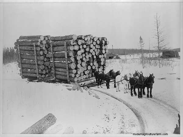 7 Vintage Photos of Draft-Horse Farming