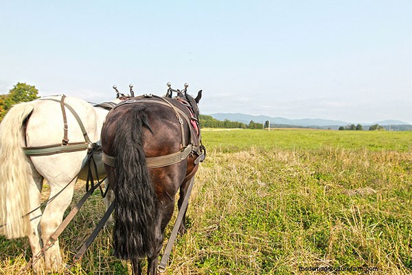 Want to Master Draft-Horse Farming? Sterling College’ll Teach You How