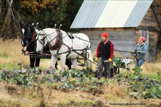 Want to Master Draft-Horse Farming? Sterling College’ll Teach You How