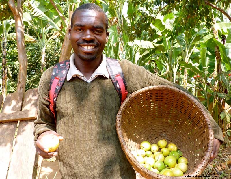 Rabbits: Cute, Cuddly, and Capable of Feeding Villages