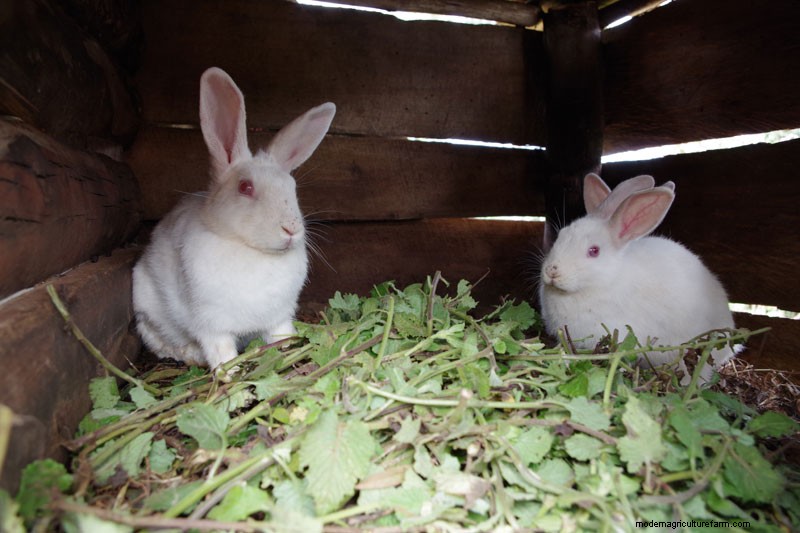 Rabbits: Cute, Cuddly, and Capable of Feeding Villages