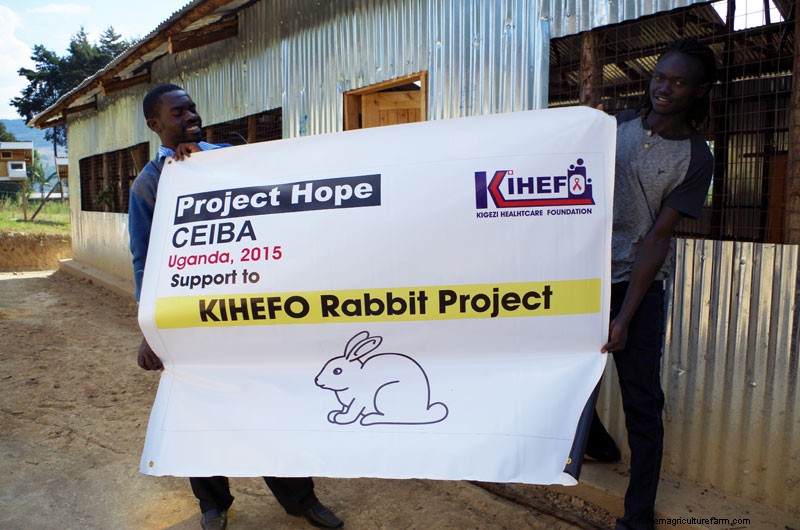 Rabbits: Cute, Cuddly, and Capable of Feeding Villages