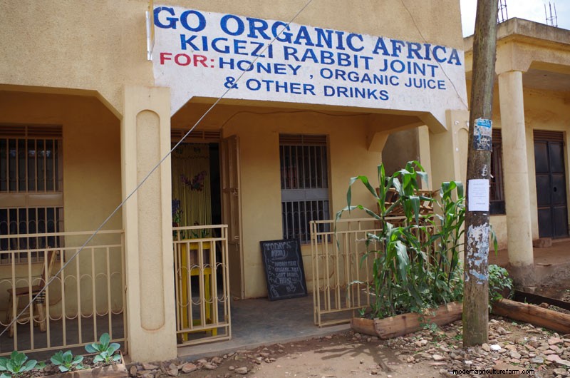 Rabbits: Cute, Cuddly, and Capable of Feeding Villages