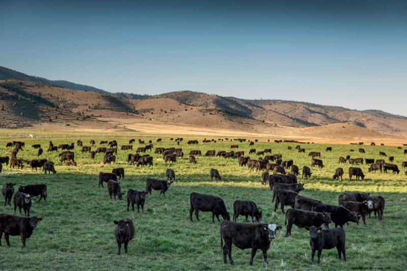 Meet Anya Fernald, the First Lady of Livestock