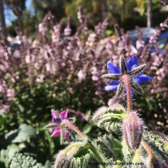 How to Make Your Own Natural Bee Smoker Fuel