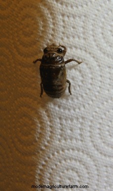 Watch Out East Coast: The Cicadas Are Coming!