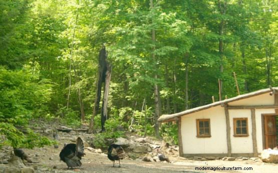 Staten Island’s Flock of Feral Turkeys Retire Upstate