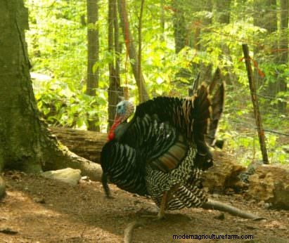 Staten Island’s Flock of Feral Turkeys Retire Upstate
