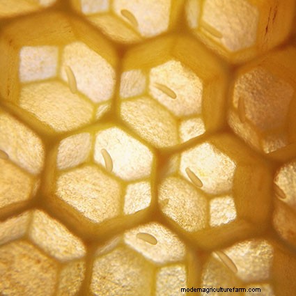 The Top 10 Mistakes Most Newbie Beekeepers Make