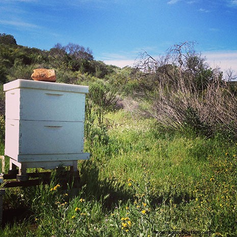 The Top 10 Mistakes Most Newbie Beekeepers Make