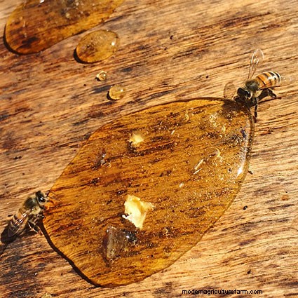 The Top 10 Mistakes Most Newbie Beekeepers Make