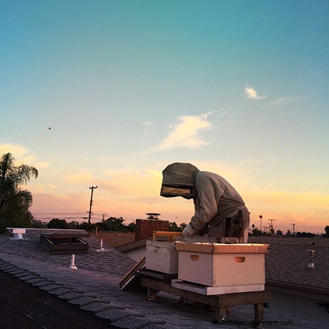 The Top 10 Mistakes Most Newbie Beekeepers Make