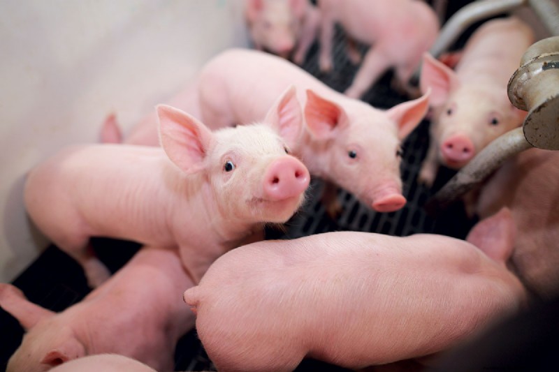 Building a Better Pigpen