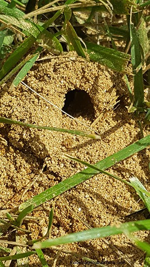 Get Friendly with Helpful, Not Hurtful, Ground Bees