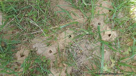 Get Friendly with Helpful, Not Hurtful, Ground Bees
