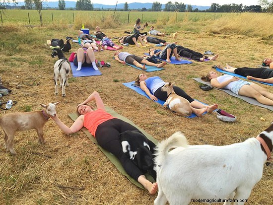 Goat Yoga: It’s Yoga … With Goats!