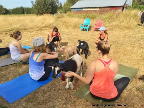 Goat Yoga: It’s Yoga … With Goats!