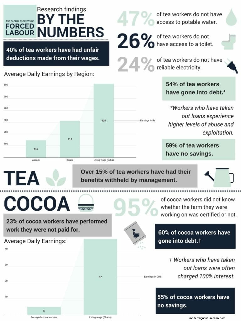 Labor Conditions on Tea and Cocoa Farms Are Not Good