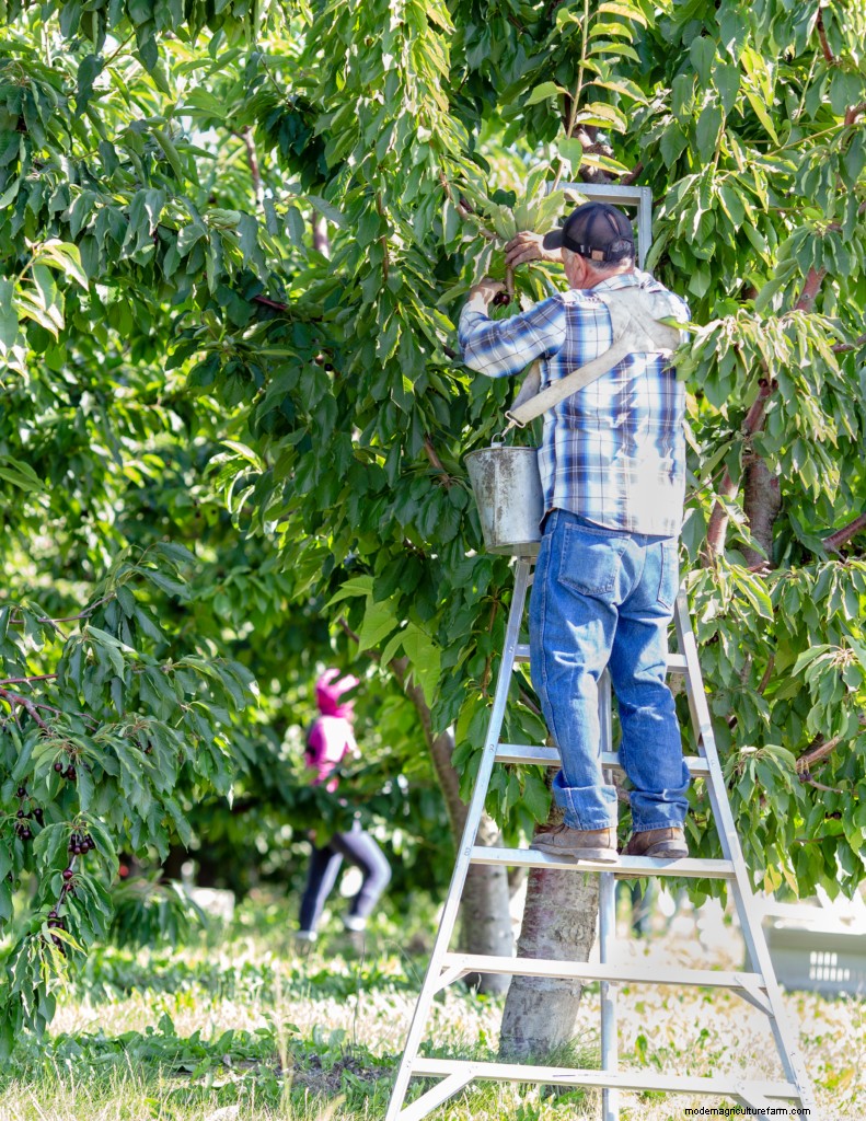 How the Pacific Northwest Heat Wave Is Affecting Farmworkers