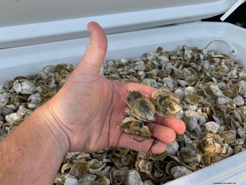 Can Oyster Farming Save the North Carolina Coast?