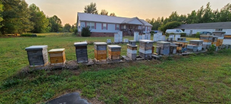 Is Virginia’s Beekeeping Lottery a Good Idea?