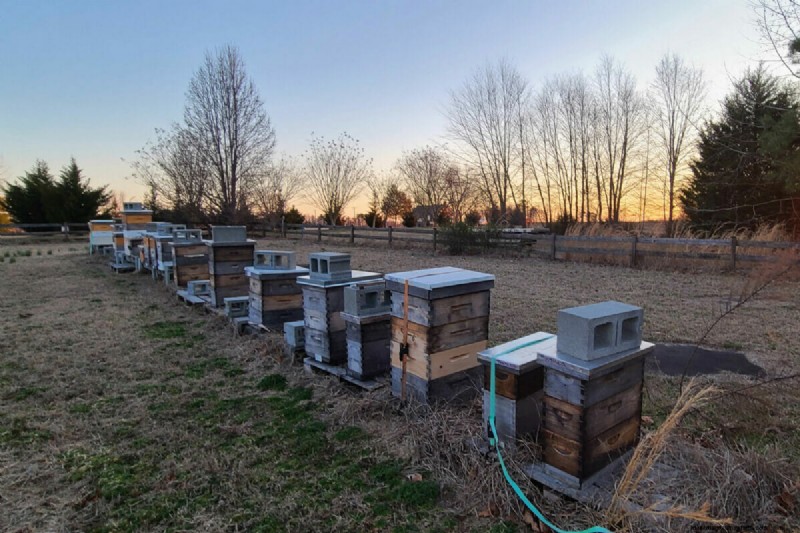 Is Virginia’s Beekeeping Lottery a Good Idea?