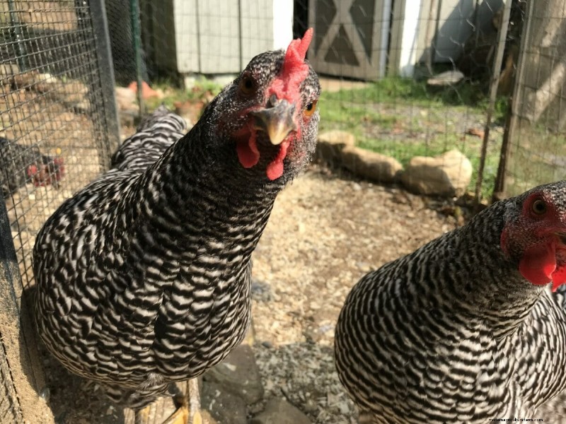 Building a Better Barn