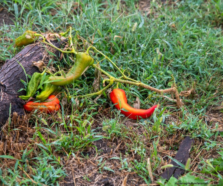 Climate Change Is Intensifying the Effects of Fertilizer Runoff