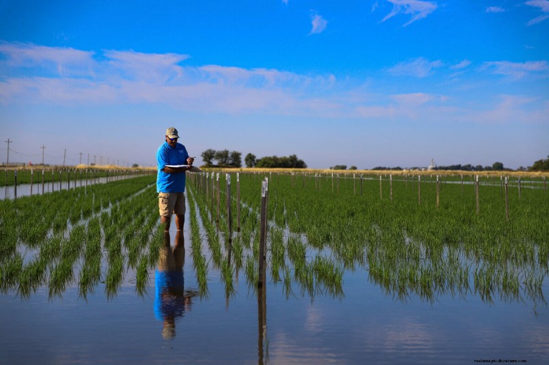 Stretching California’s Rice Belt