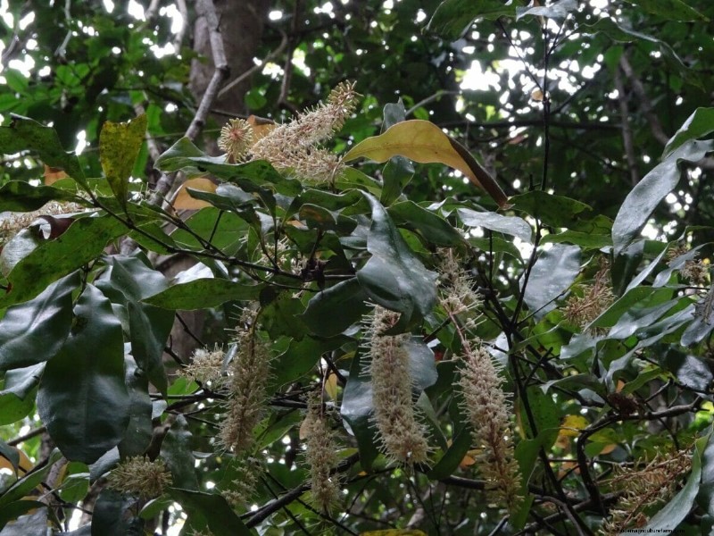 The Plan to Save Australia’s Wild Macadamia Trees