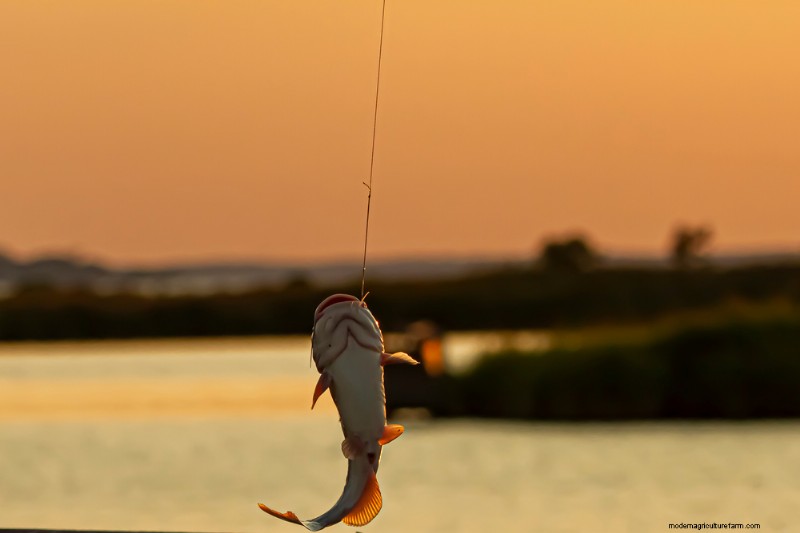 Expensive Catfish Regulation Fails to Reel In Results