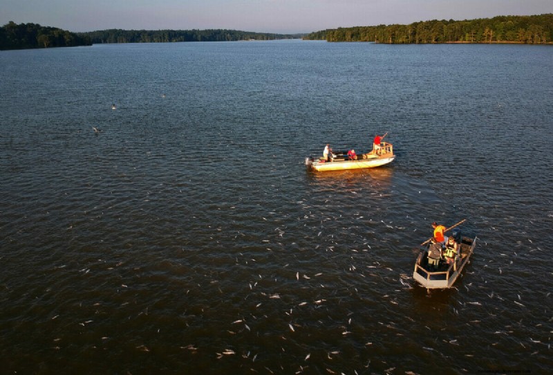 Expensive Catfish Regulation Fails to Reel In Results