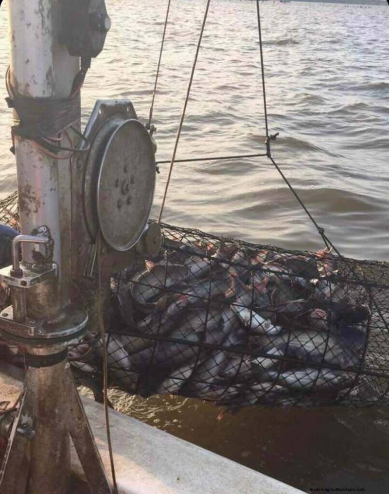 Expensive Catfish Regulation Fails to Reel In Results