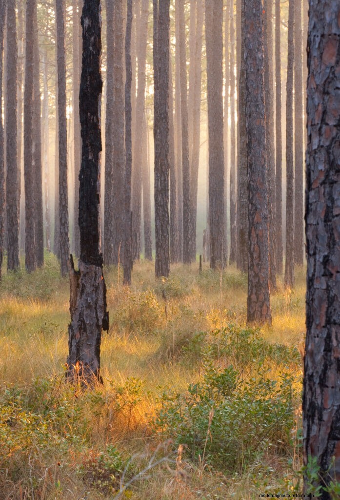 A Look Inside the Lab Helping to Restore America’s Native Plants