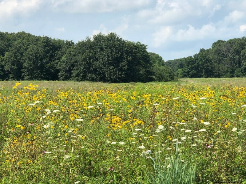 Farmers’ Battle Against, and Now For, Milkweed