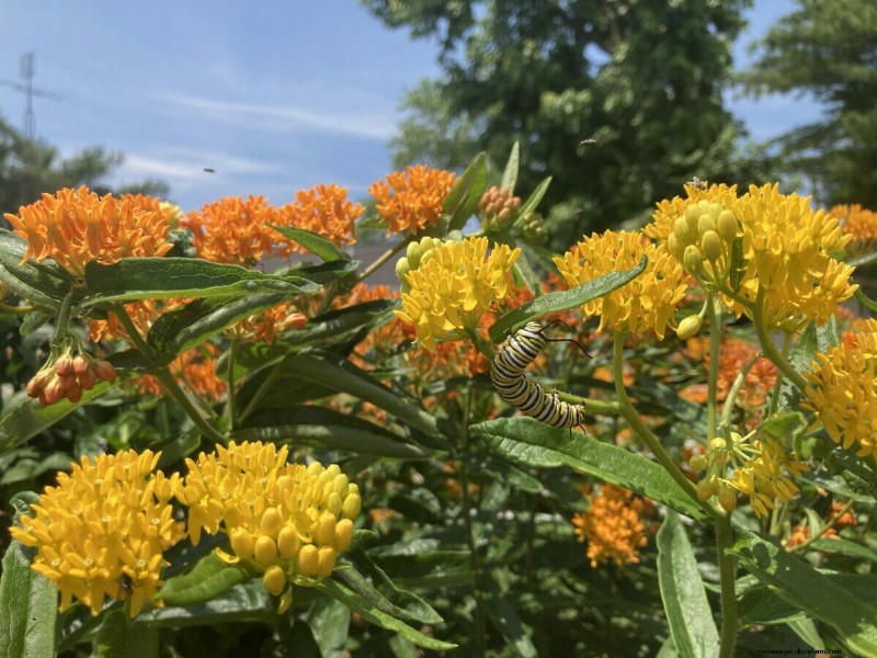 Farmers’ Battle Against, and Now For, Milkweed