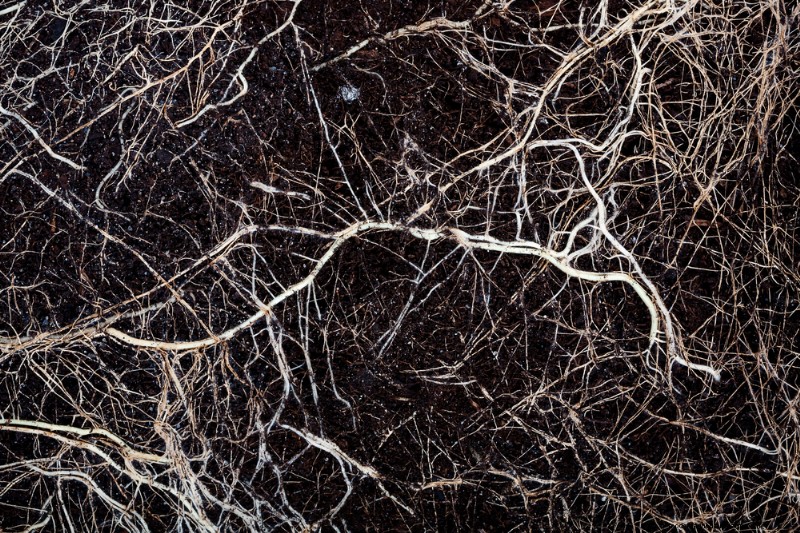 How Climate Change Is Affecting Soil Microbiomes