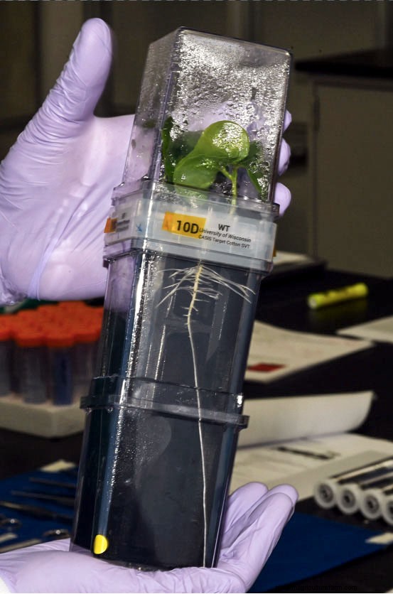 Studying How Cotton Seedlings Grow in Zero Gravity