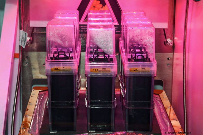 Studying How Cotton Seedlings Grow in Zero Gravity