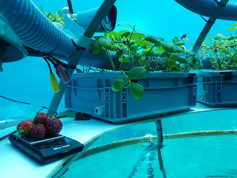 A Produce Garden Flourishes Beneath the Ligurian Sea