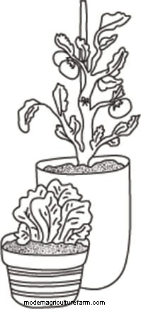 How To Grow a Winter Kitchen Garden