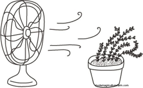 How To Grow a Winter Kitchen Garden