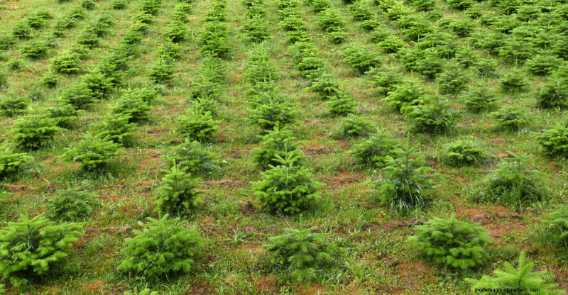 The Great Recession Is Still Hurting the Christmas Tree Industry