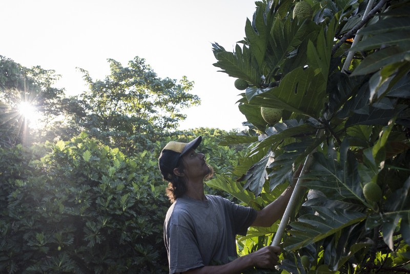 Mending Hawaii’s Lack of Food Security Through Breadfruit
